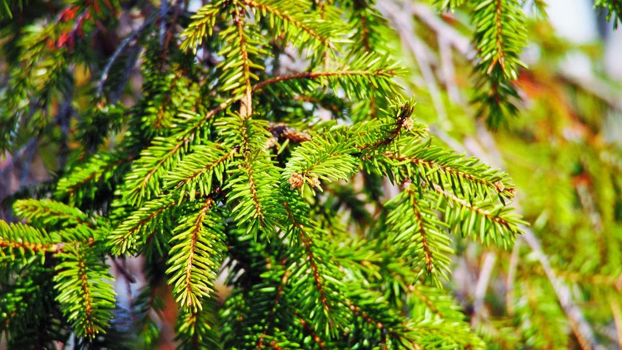 પ્રતીકાત્મક તસવીર